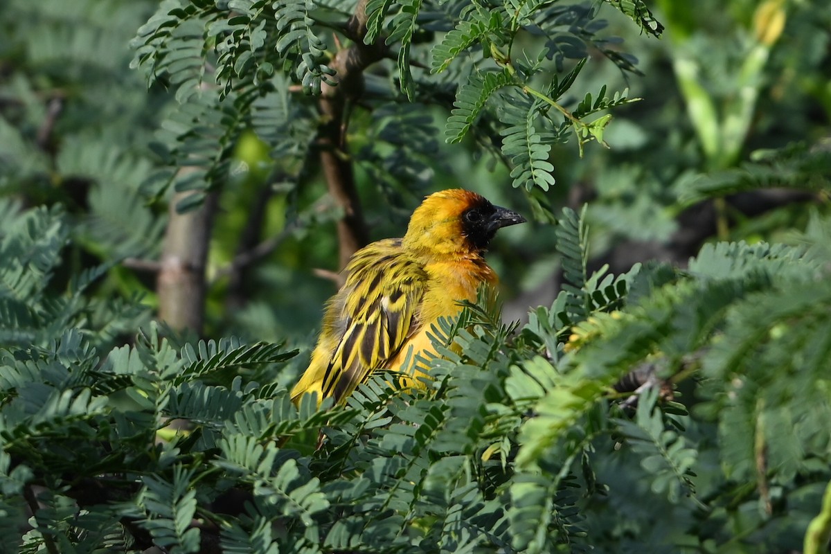 Goldmantelweber - ML644580406