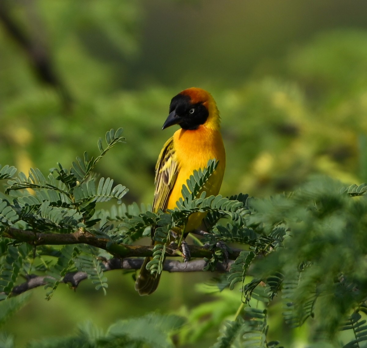 Cabanisweber - ML644580409