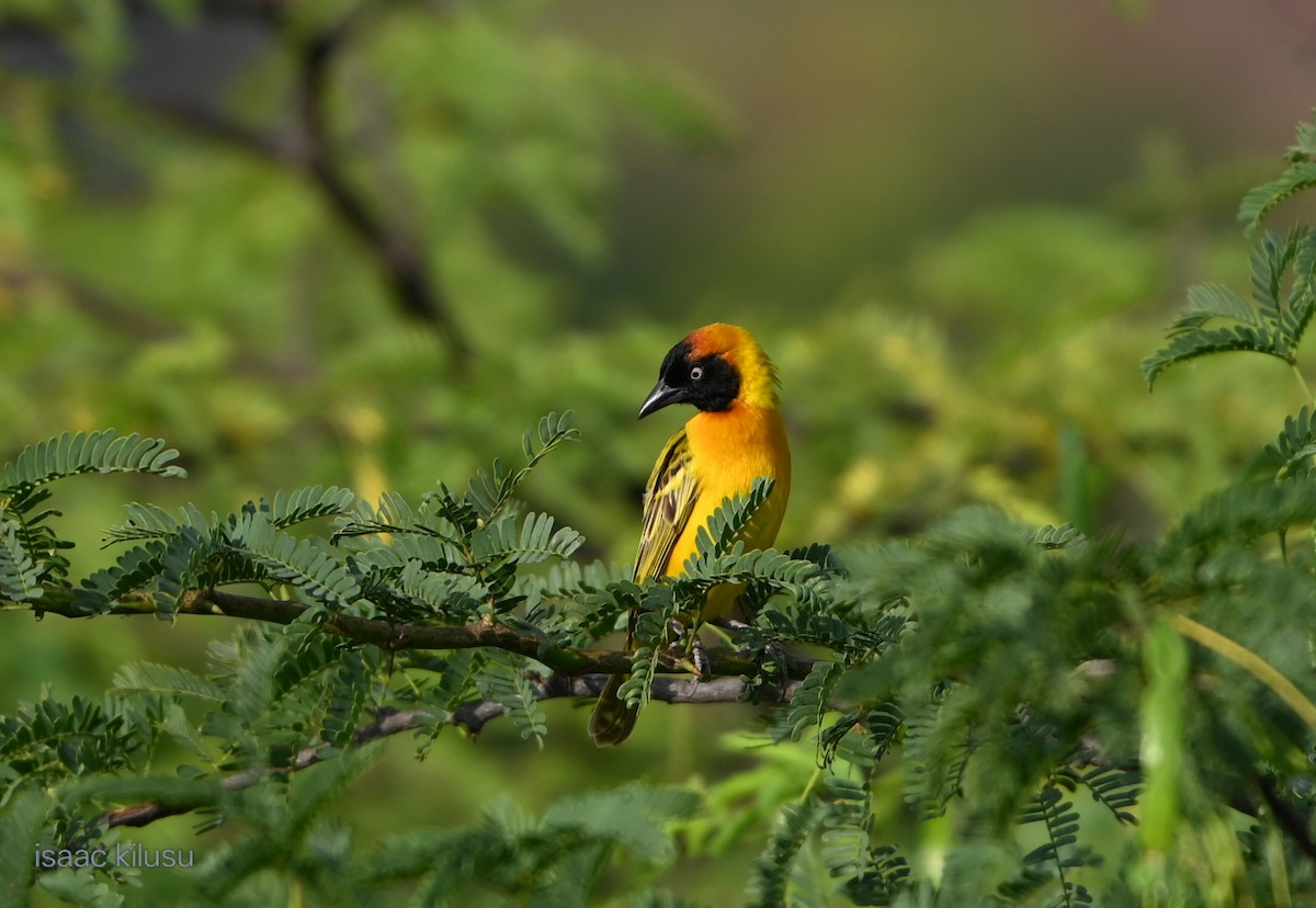 Cabanisweber - ML644580410