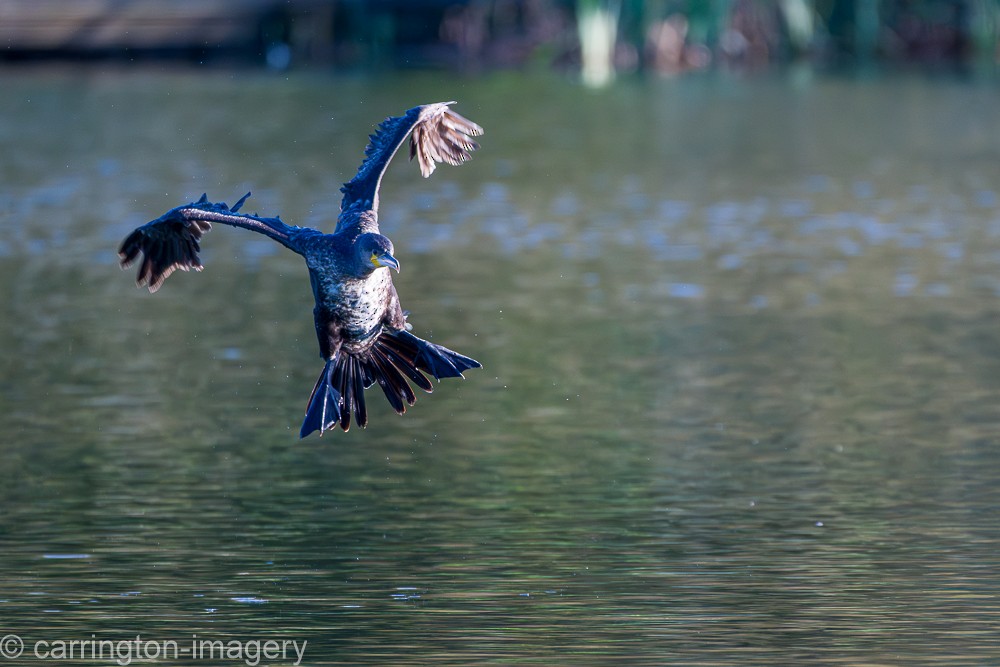 Kormoran - ML644580412