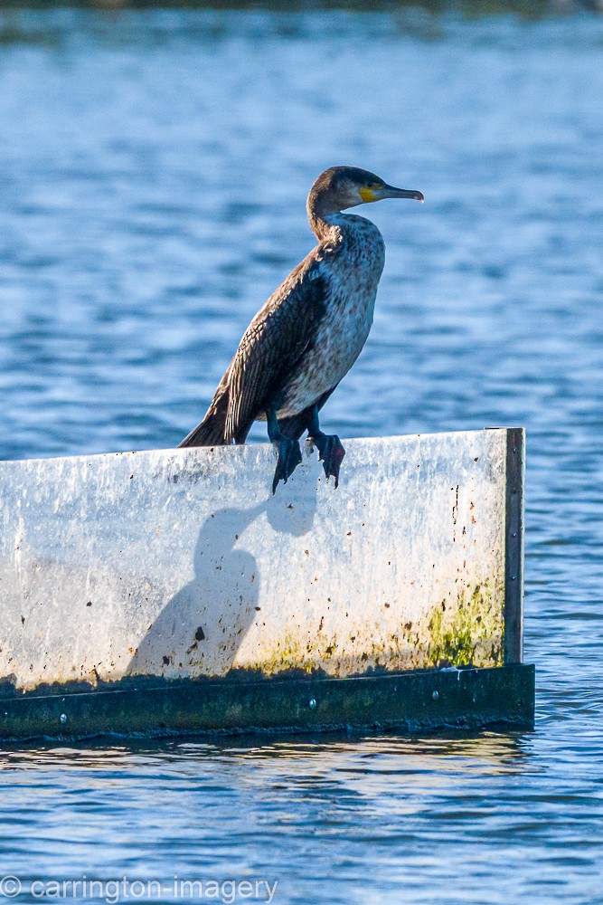 Kormoran - ML644580413