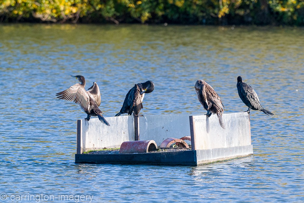 Kormoran - ML644580414