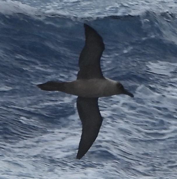 Albatros hauskara - ML644580417