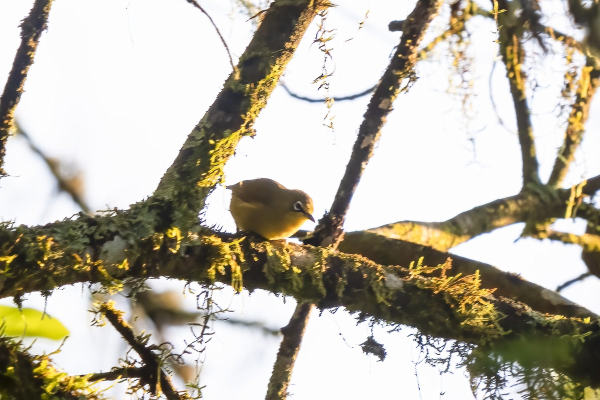 Kap Gözlükçüsü - ML644580419