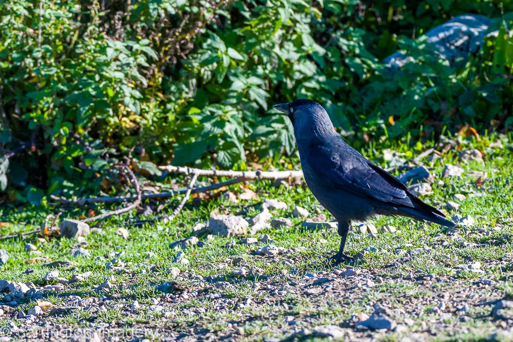 Küçük Karga - ML644580432