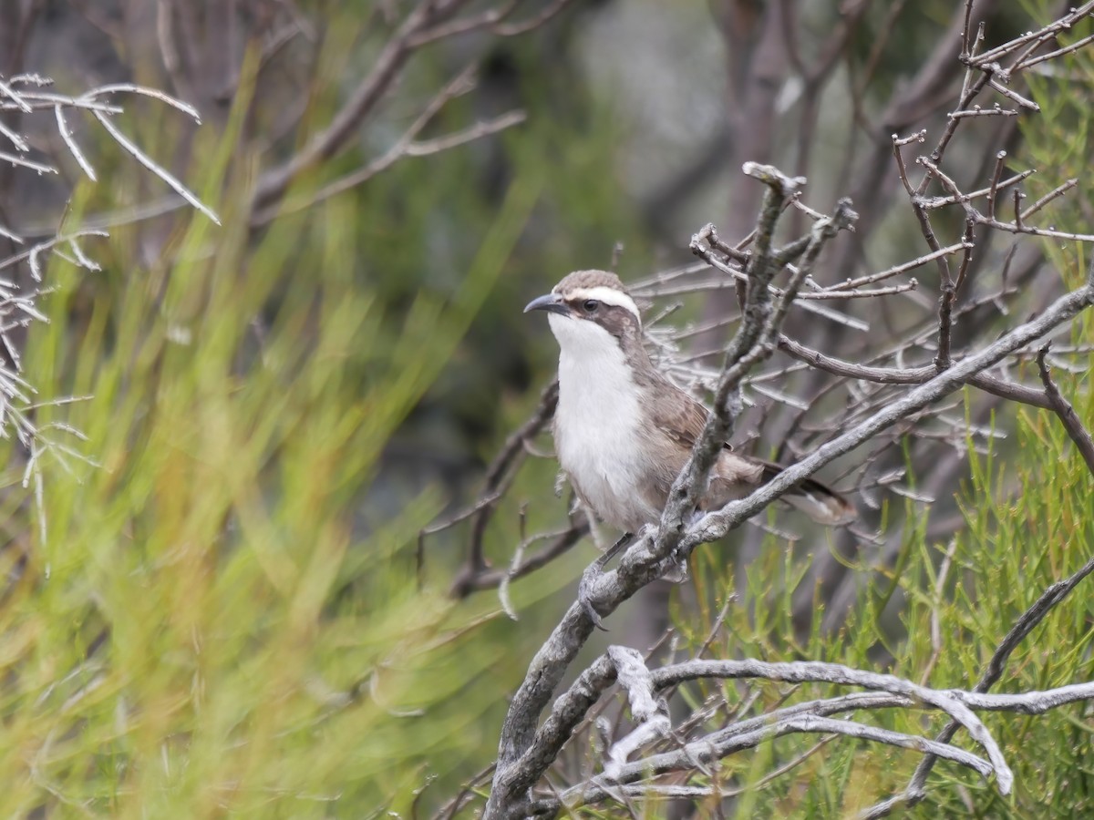 White-browed Babbler - ML644580433