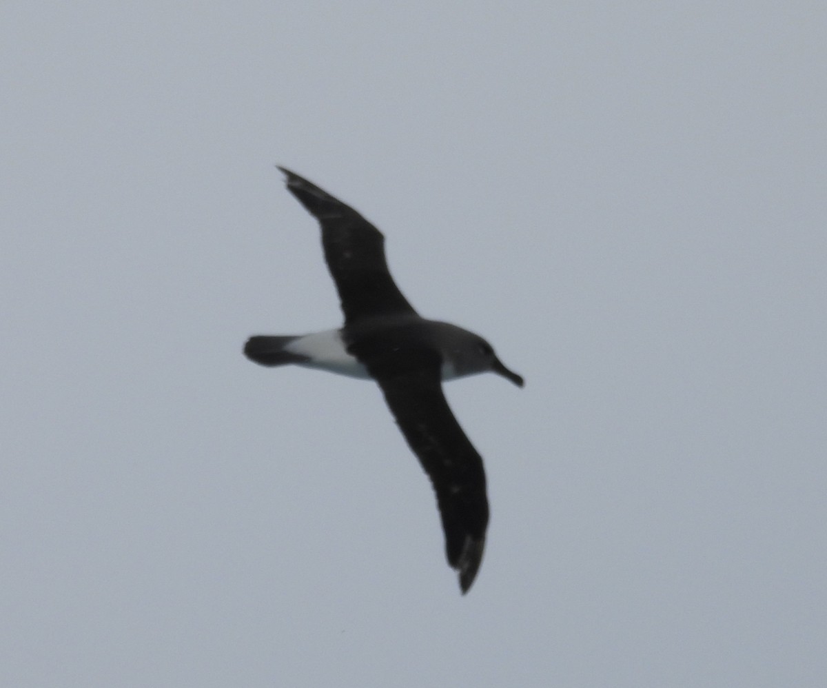 Boz Başlı Albatros - ML644580435