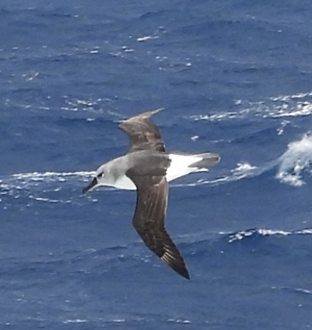 Boz Başlı Albatros - ML644580436