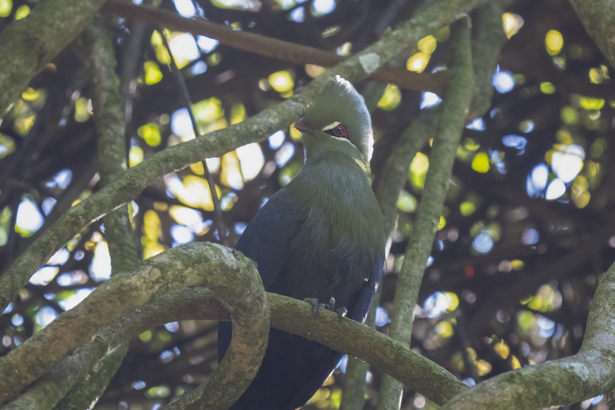Knysna Turaco - ML644580439