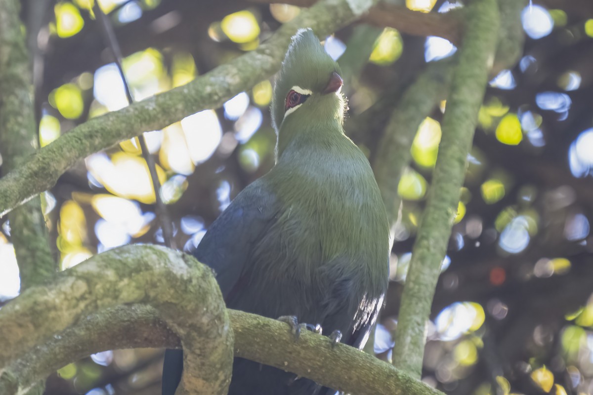 Knysna Turaco - ML644580440