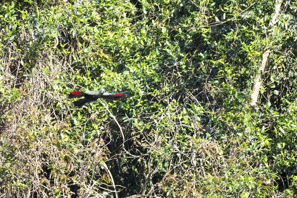 Knysna Turaco - ML644580441