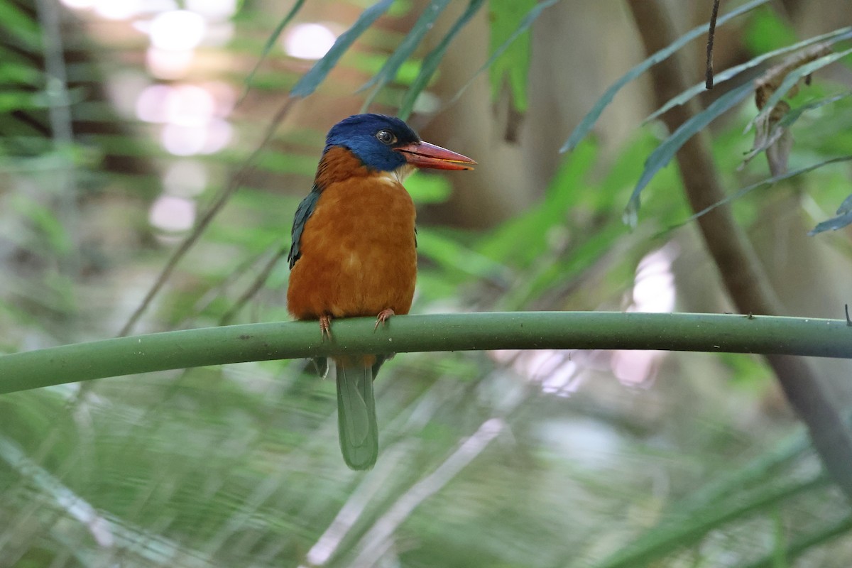 Martin-chasseur moine (monachus) - ML644580445