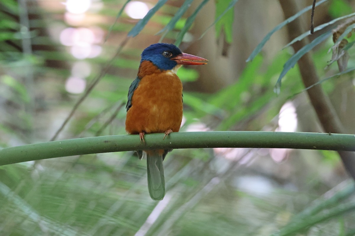 Martin-chasseur moine (monachus) - ML644580446