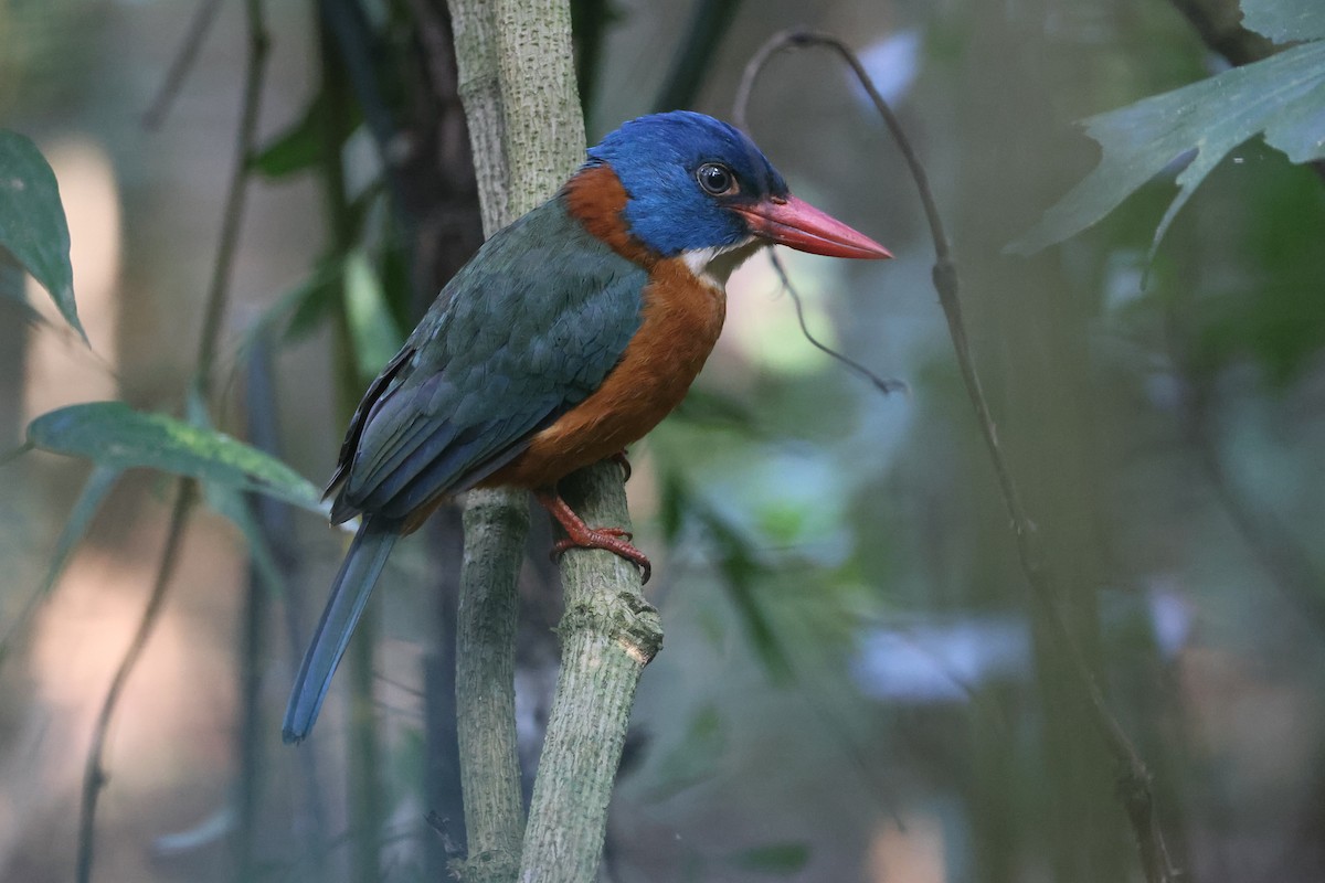 Martin-chasseur moine (monachus) - ML644580448