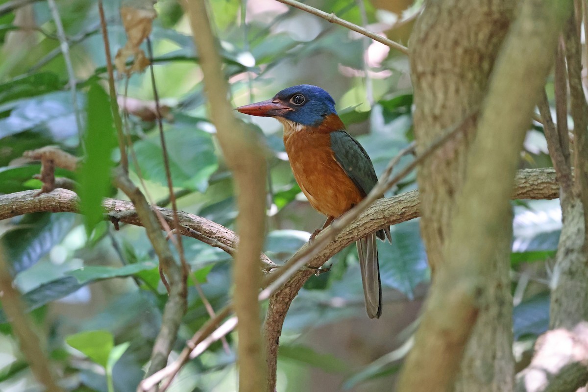 Martin-chasseur moine (monachus) - ML644580449