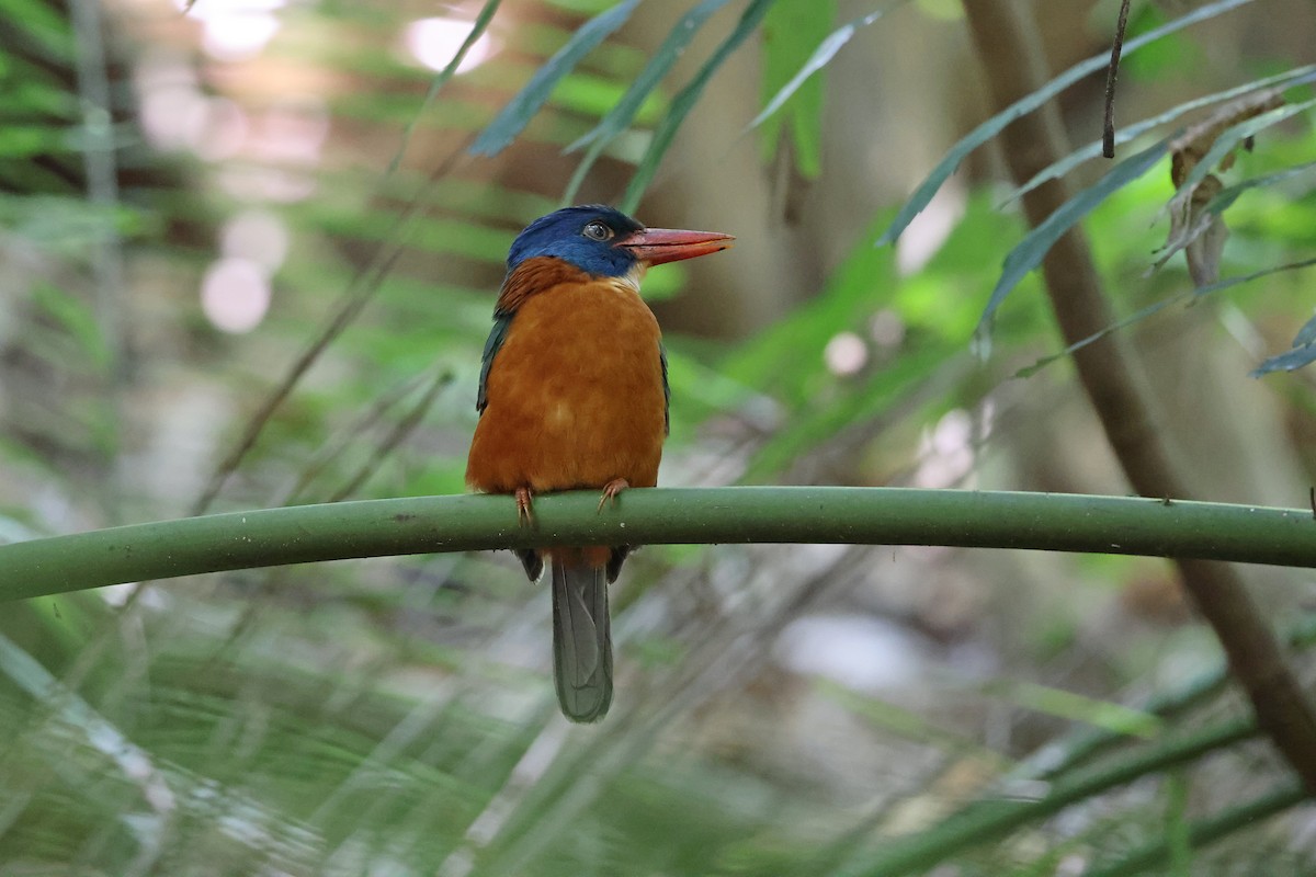 Martin-chasseur moine (monachus) - ML644580450