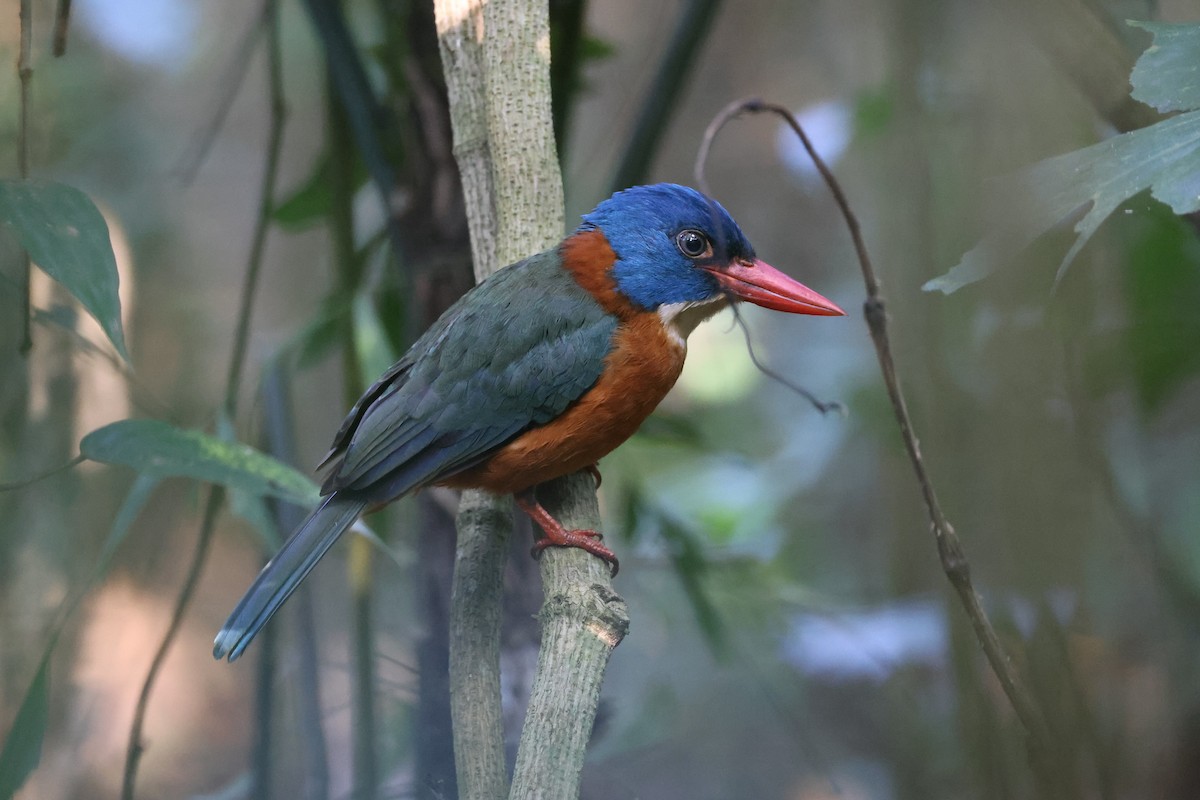 Martin-chasseur moine (monachus) - ML644580451