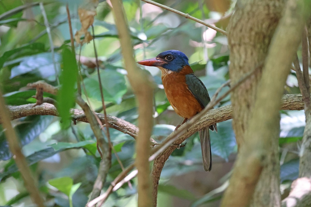 Martin-chasseur moine (monachus) - ML644580452