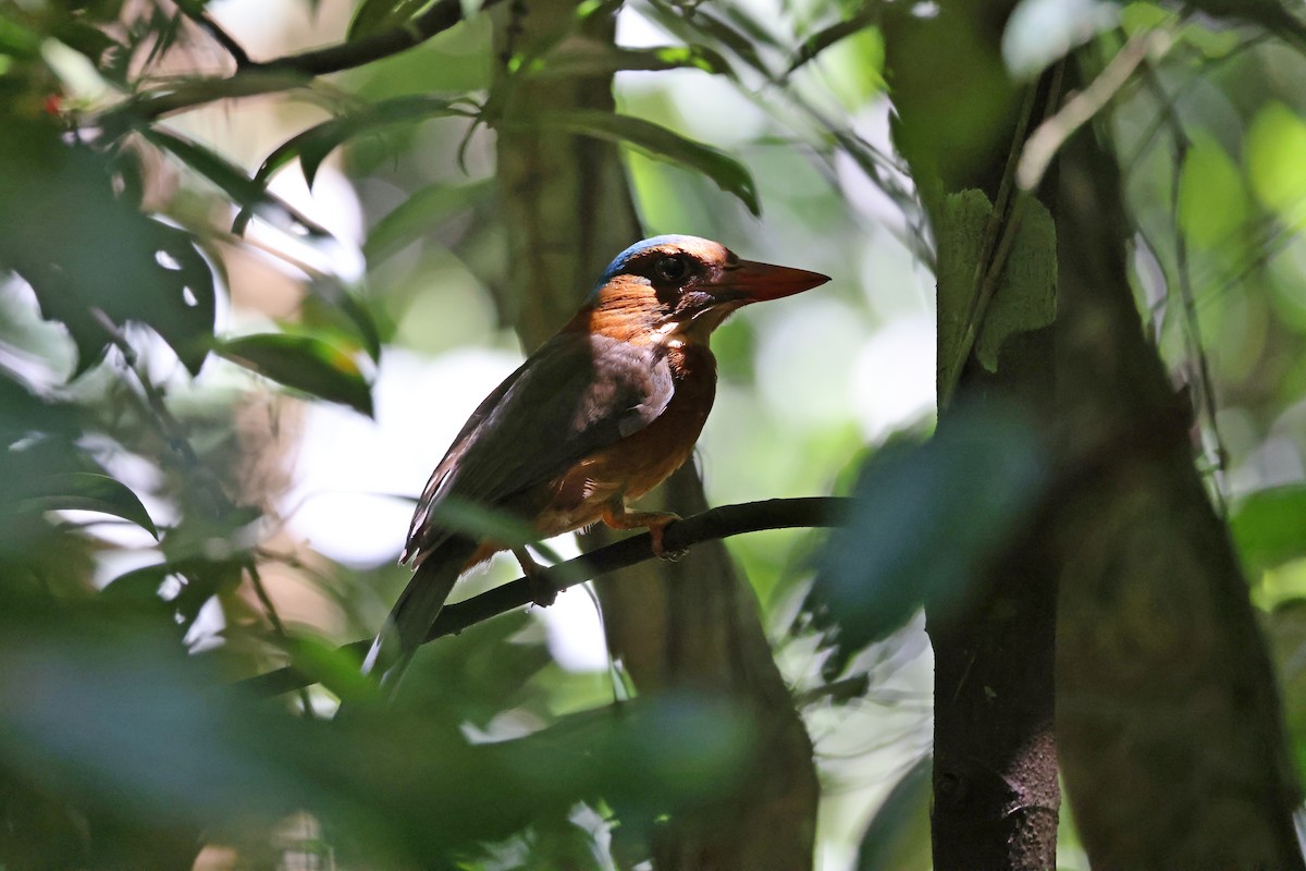 Martin-chasseur moine (monachus) - ML644580453