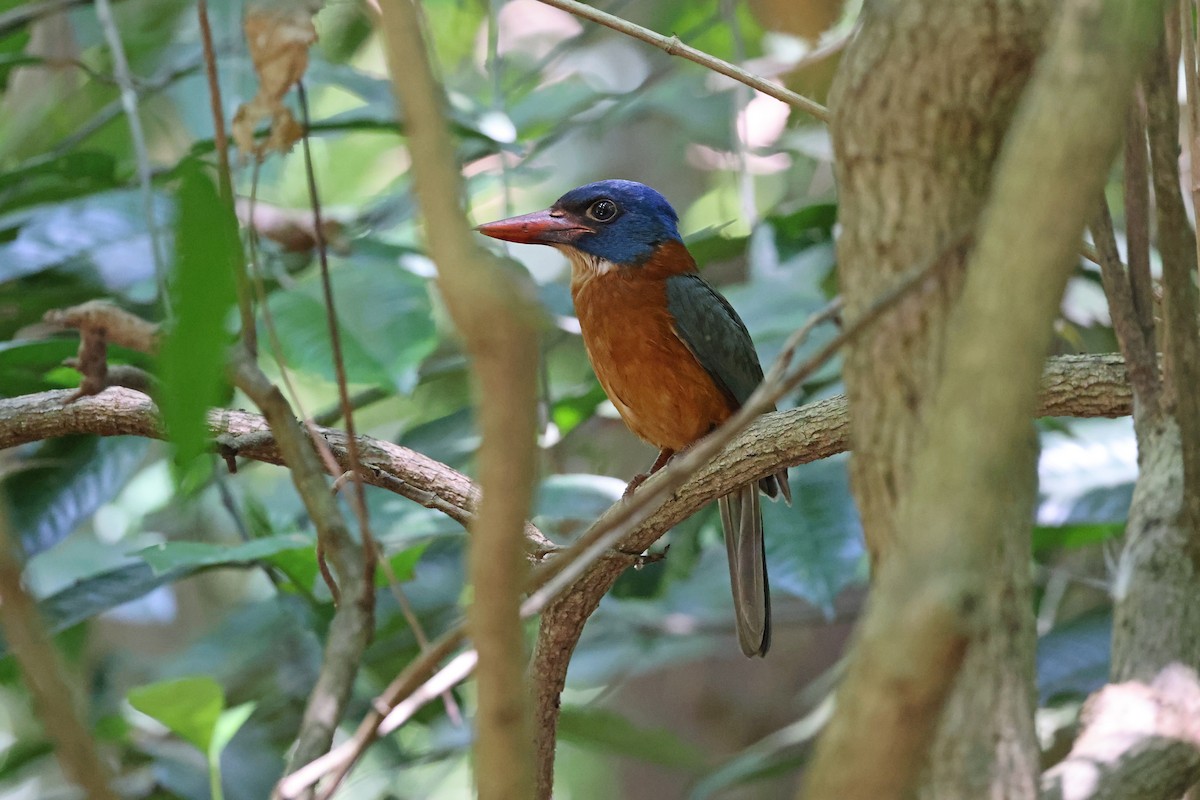 Martin-chasseur moine (monachus) - ML644580454