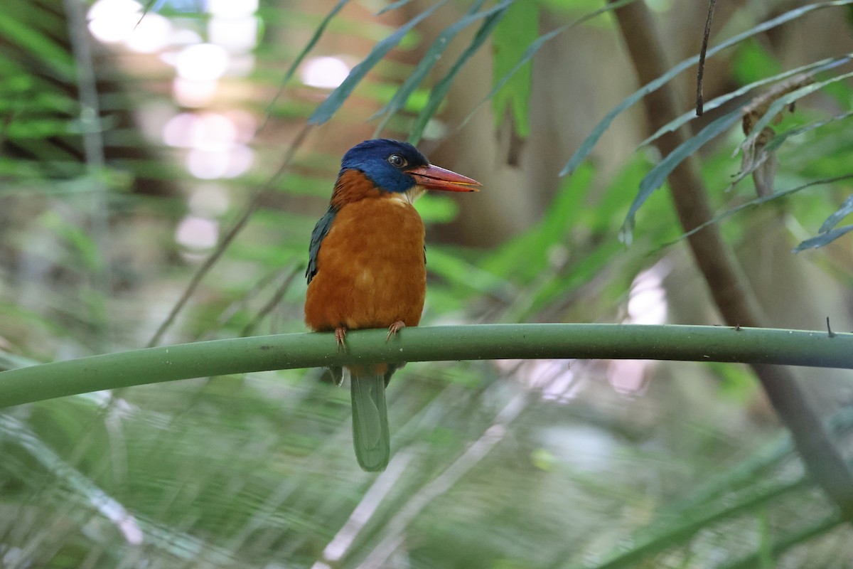 Martin-chasseur moine (monachus) - ML644580455