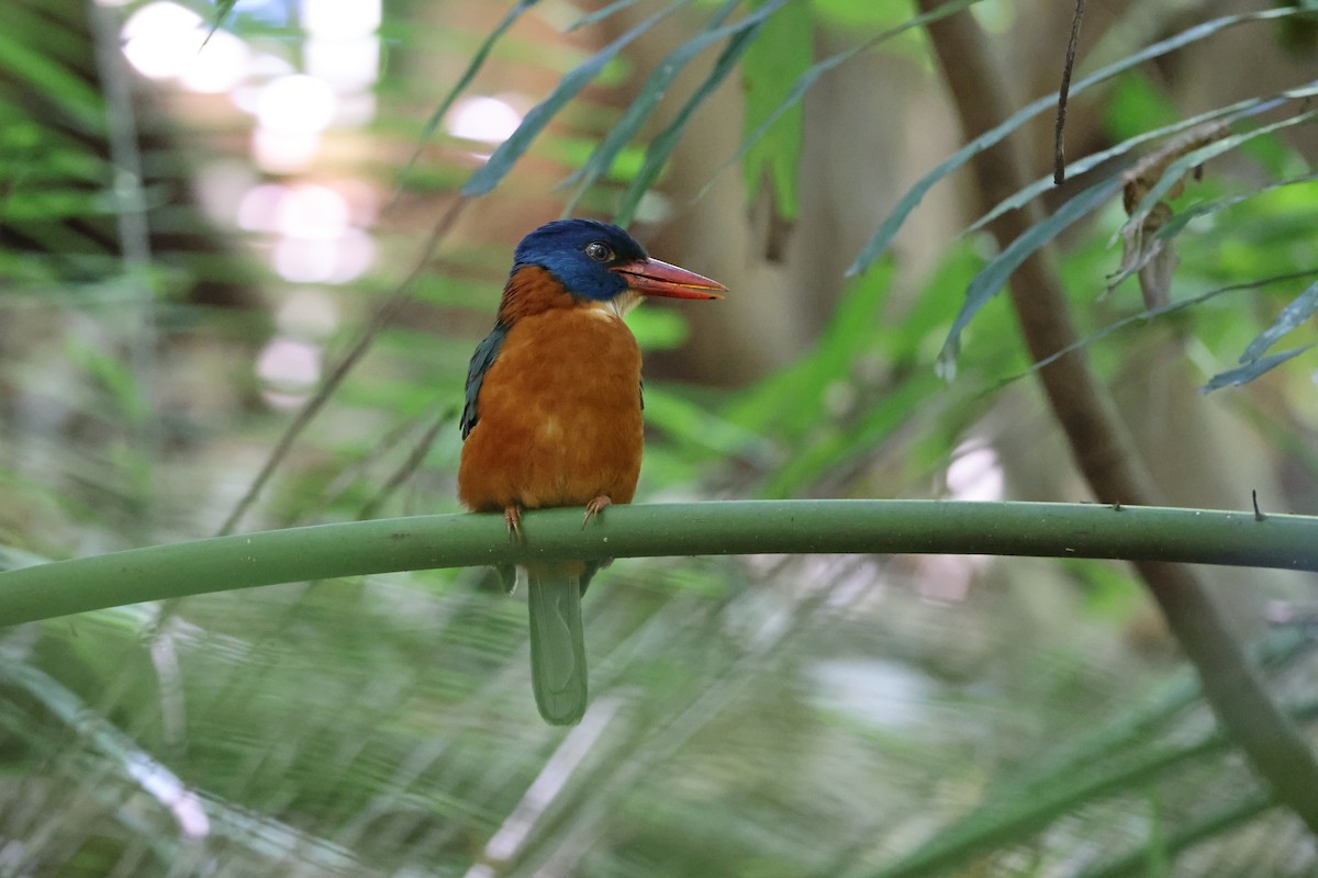 Martin-chasseur moine (monachus) - ML644580456