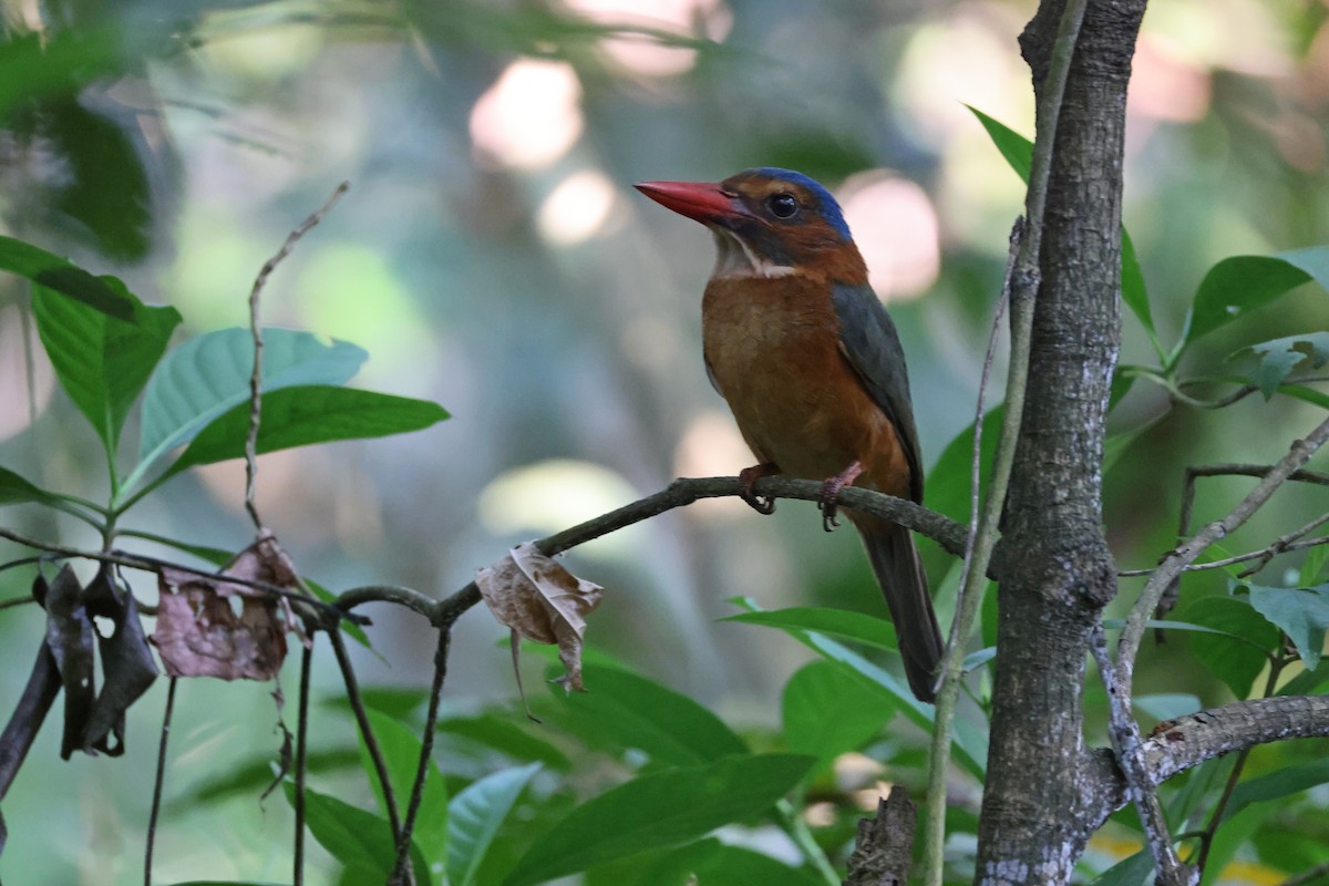 Martin-chasseur moine (monachus) - ML644580457