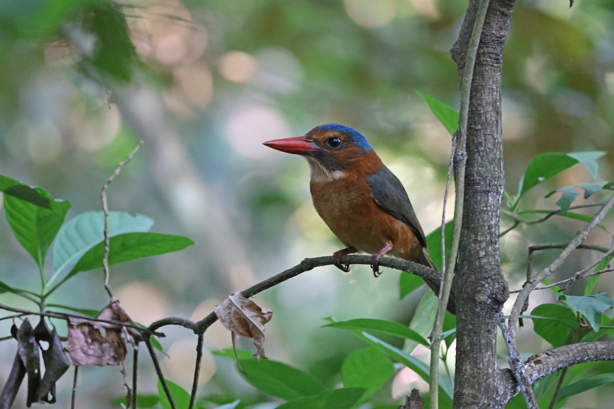 munkeisfugl (monachus) - ML644580458