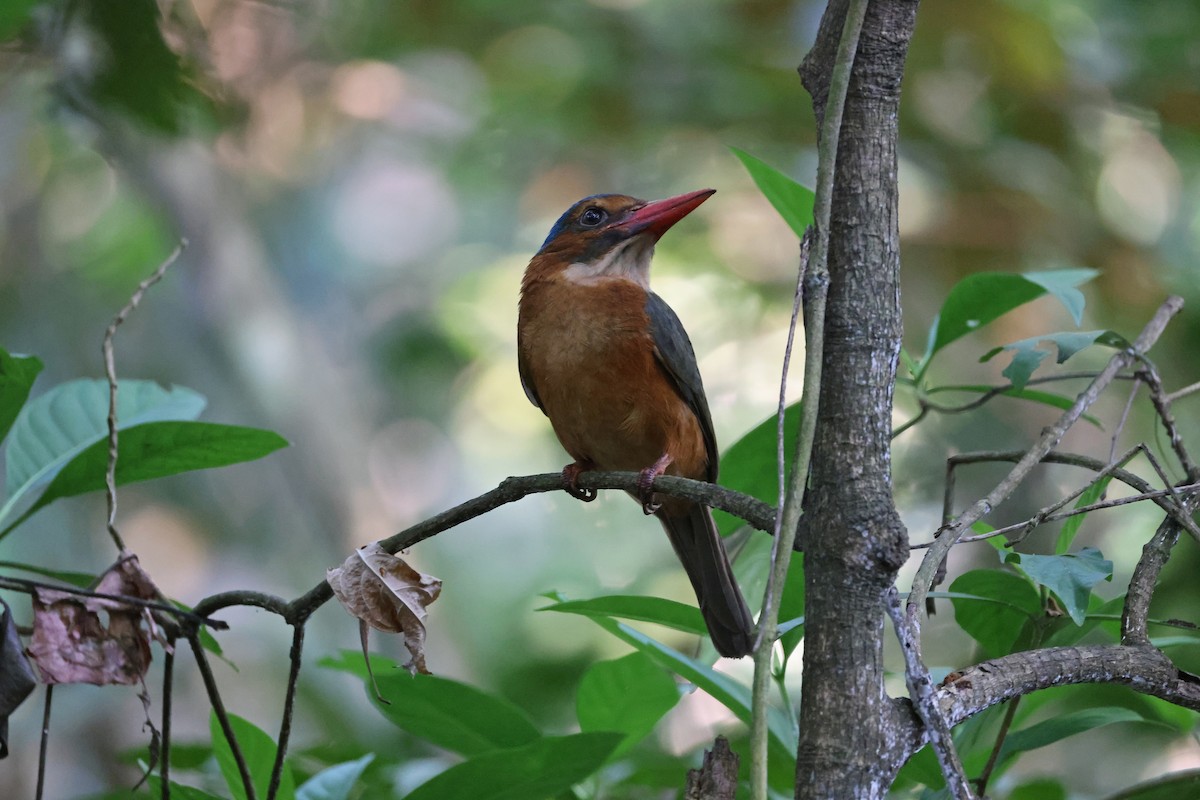 Martin-chasseur moine (monachus) - ML644580459