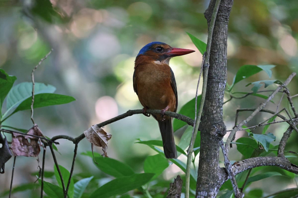 munkeisfugl (monachus) - ML644580460