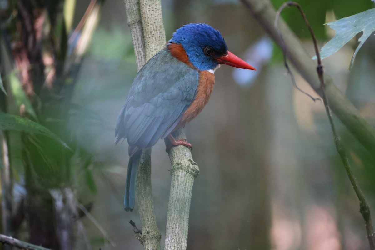 munkeisfugl (monachus) - ML644580461