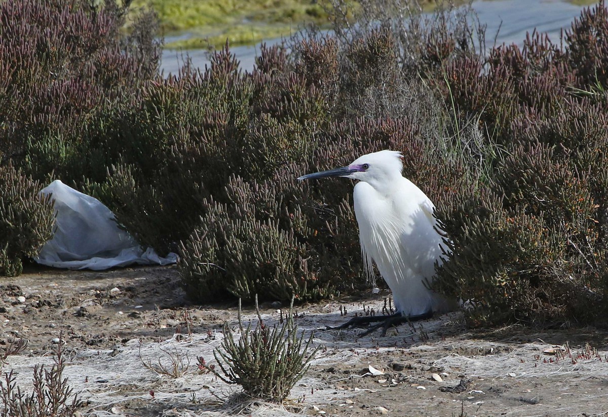 לבנית קטנה - ML644580462