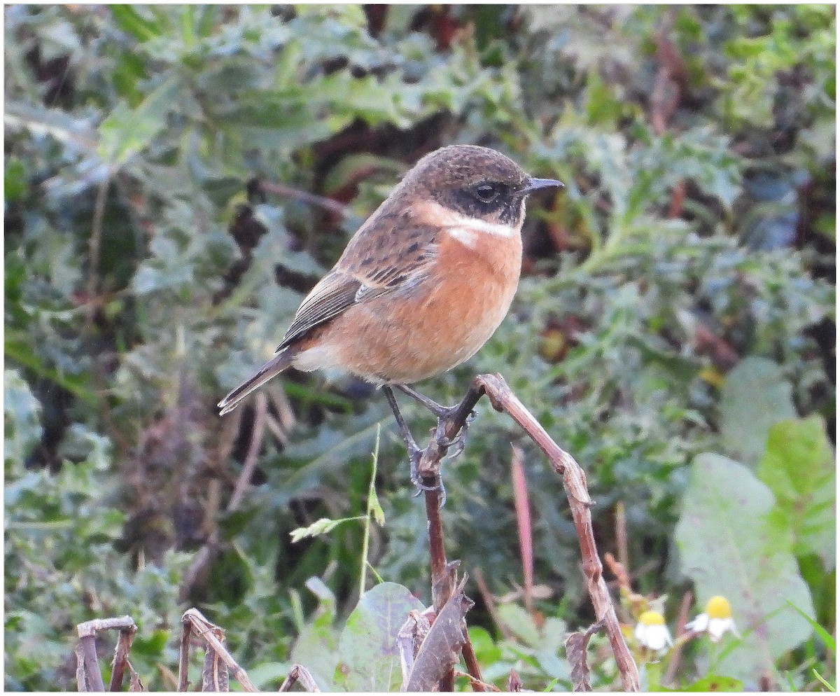 European Stonechat - ML644580465