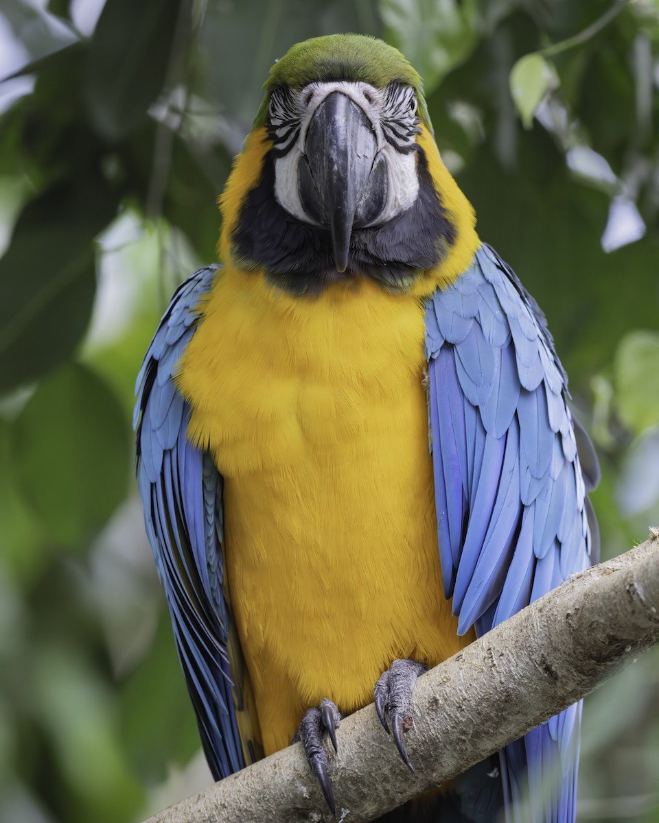 blågulara - ML644580466