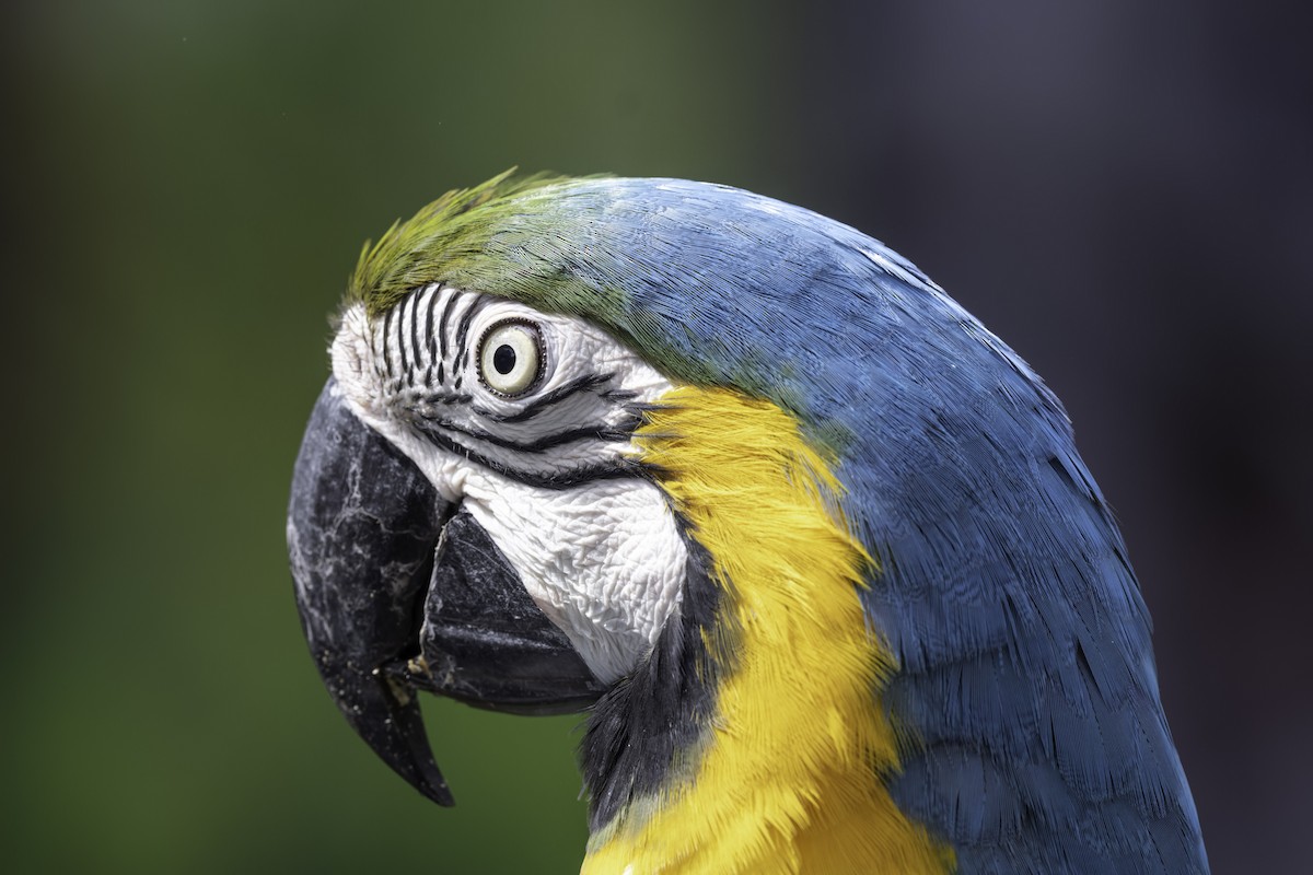 blågulara - ML644580467