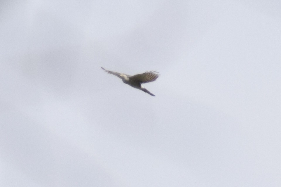 parulahauk - ML644580476