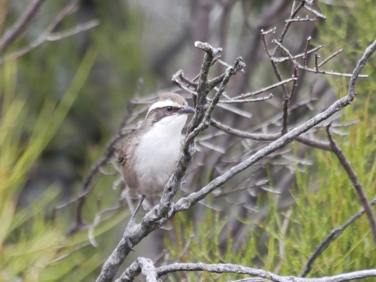 White-browed Babbler - ML644580479