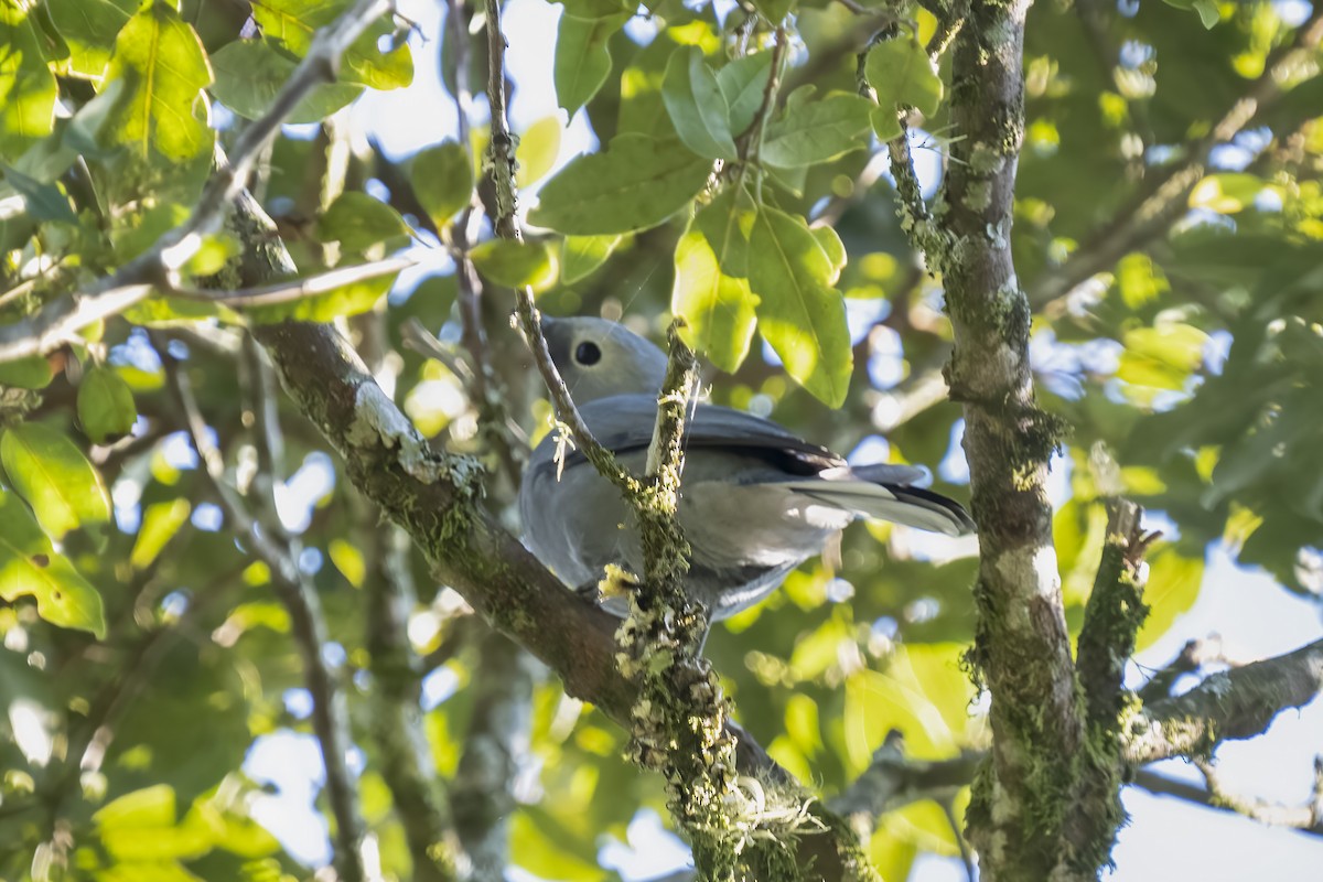 Gray Cuckooshrike - ML644580480
