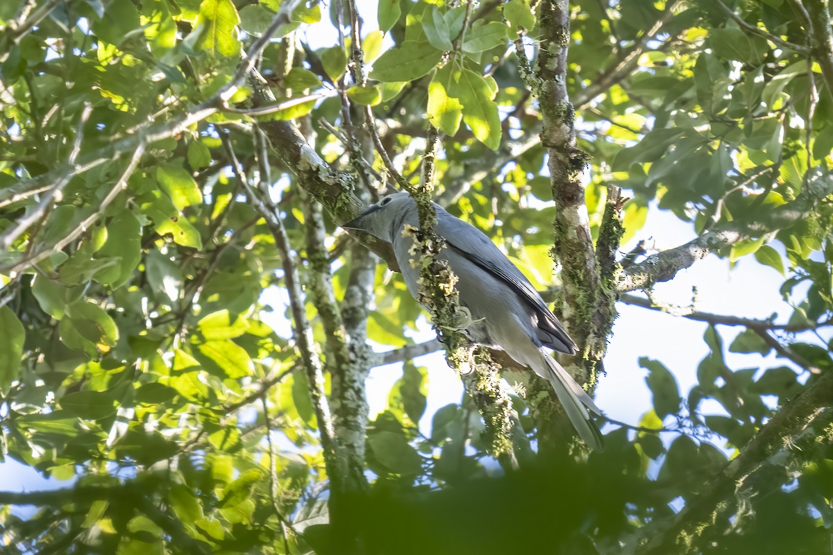 Gray Cuckooshrike - ML644580481