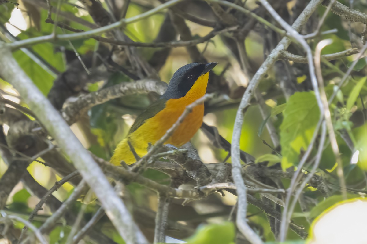 Black-fronted Bushshrike - ML644580485