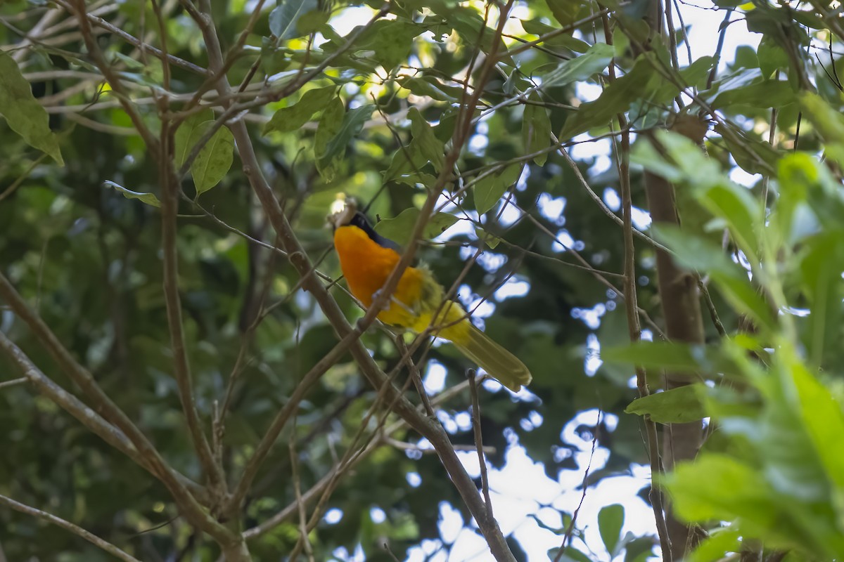 Black-fronted Bushshrike - ML644580486