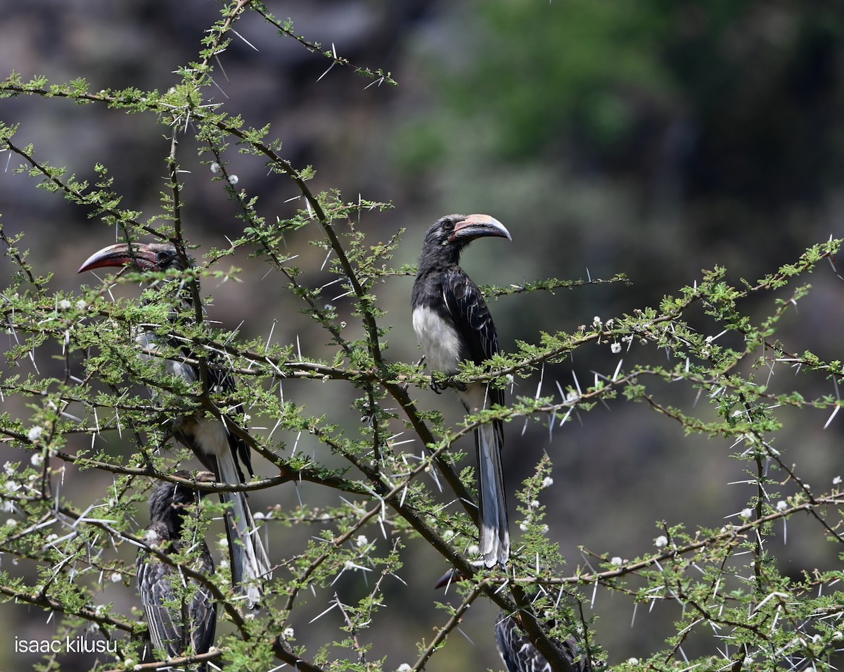 クロズキンコサイチョウ - ML644580487