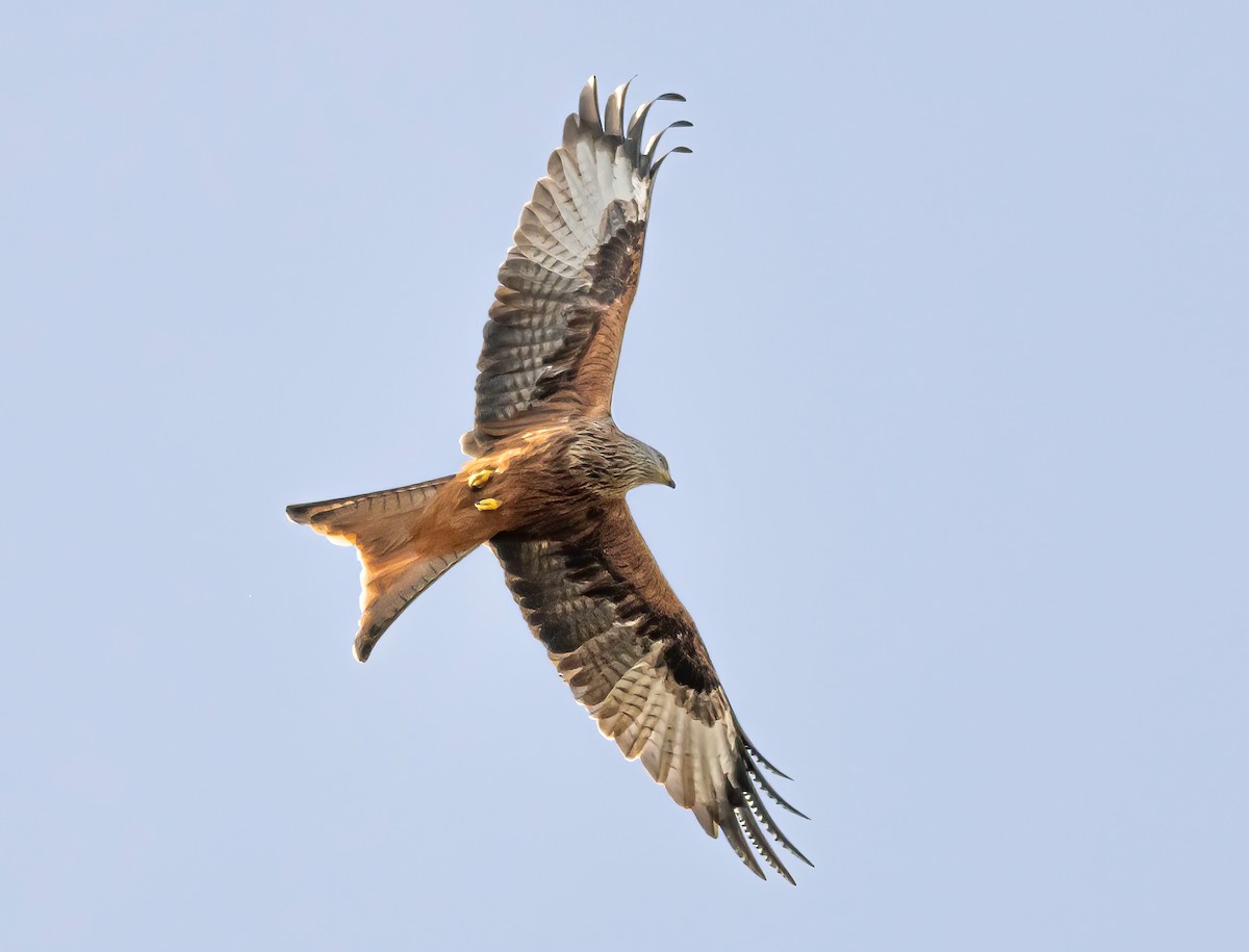 Kızıl Çaylak - ML644580494