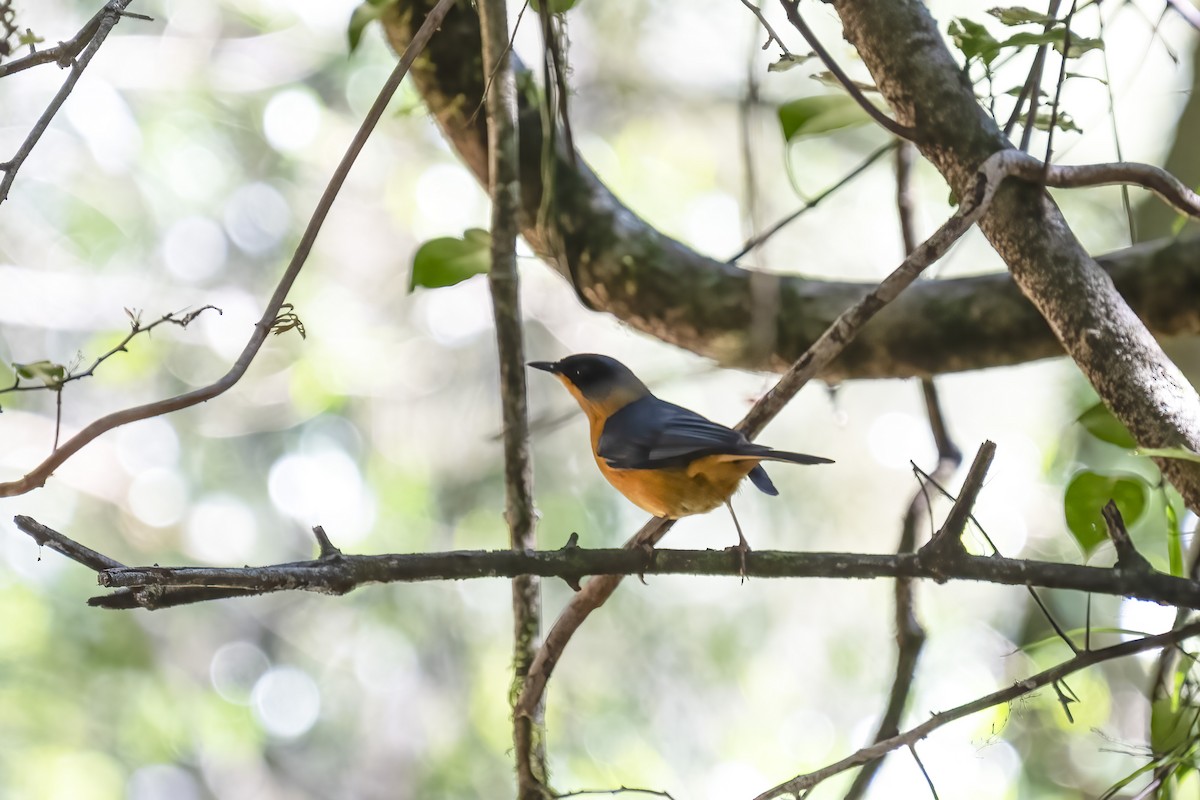 Chorister Robin-Chat - ML644580497