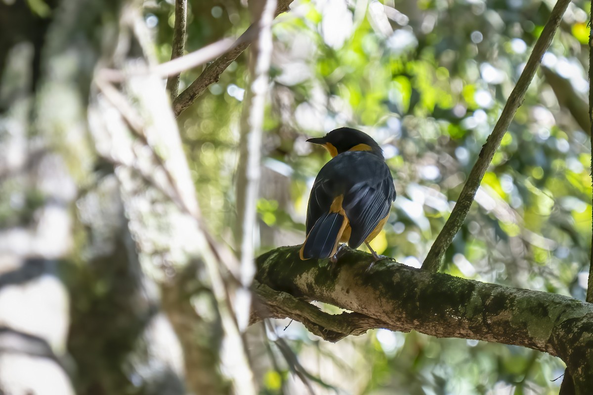 Chorister Robin-Chat - ML644580498