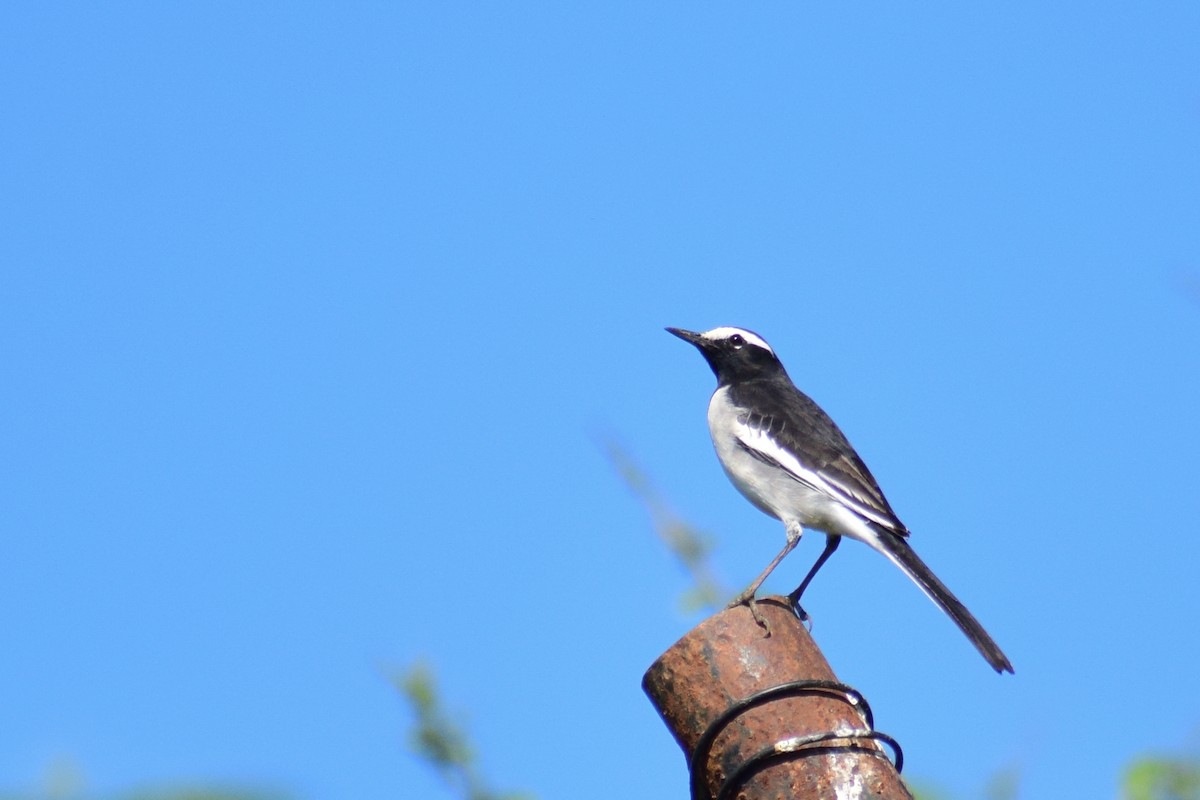 Bergeronnette indienne - ML644580507