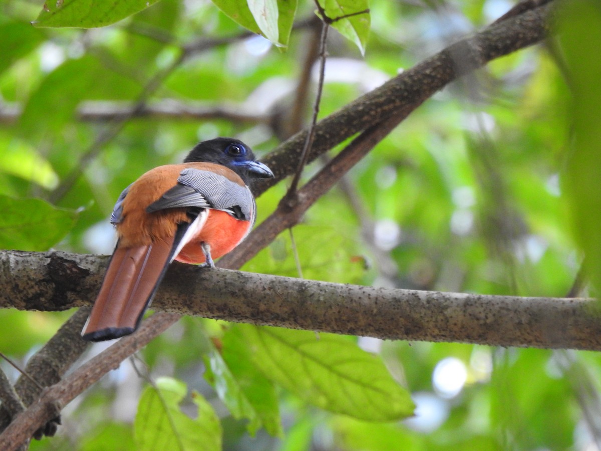 Malabar Trogon - ML644580518