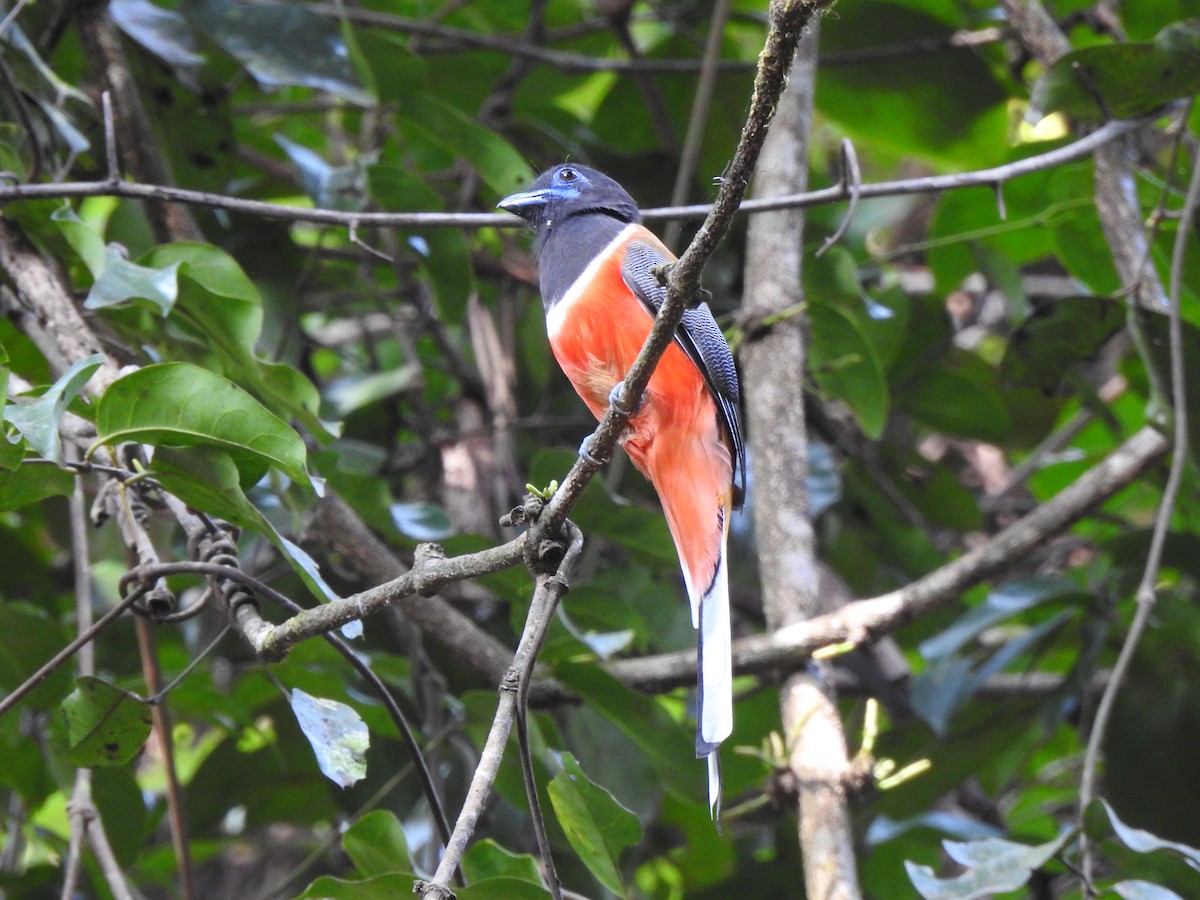 Malabar Trogon - ML644580521