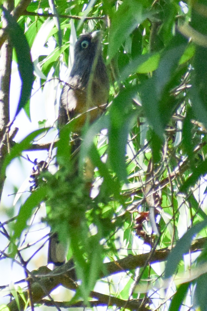Blue-faced Malkoha - ML644580527