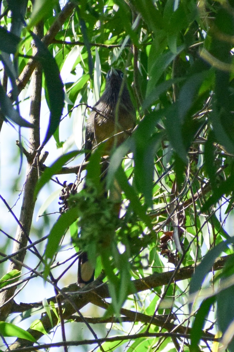 Blue-faced Malkoha - ML644580528